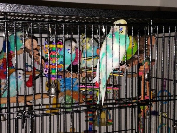 How Do Budgies Sleep  