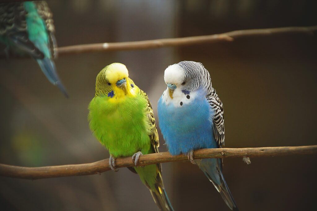 Parakeets Parrot​