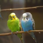 Parakeets Parrot​