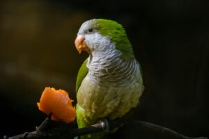 quaker parrot