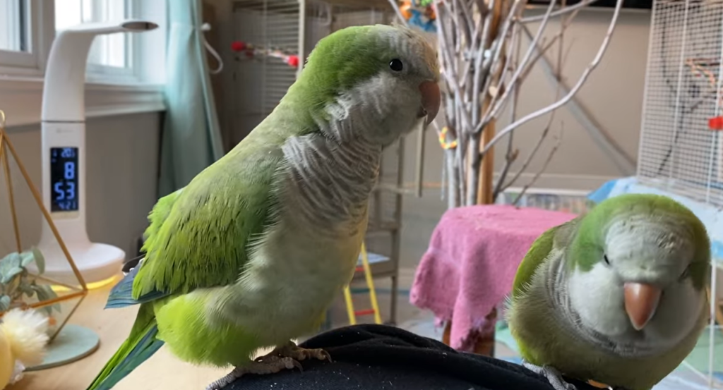 Why Do Quaker Parrots Bob Their Heads?