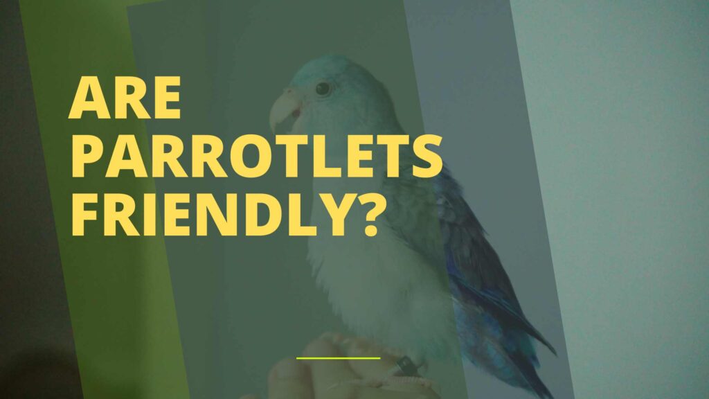 Are Parrotlets Friendly?