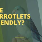 Are Parrotlets Friendly?