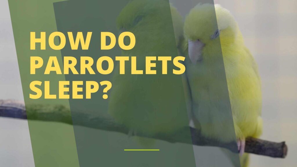 How Do Parrotlets Sleep?