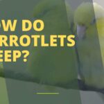 How Do Parrotlets Sleep?