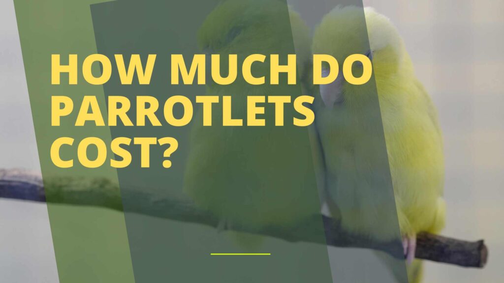 How Much Do Parrotlets Cost?