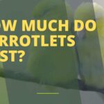 How Much Do Parrotlets Cost?