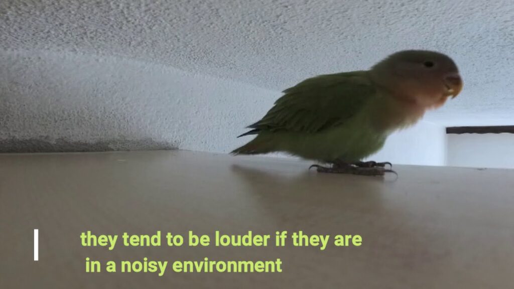 Are Lovebirds Loud