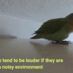 Are Lovebirds Loud