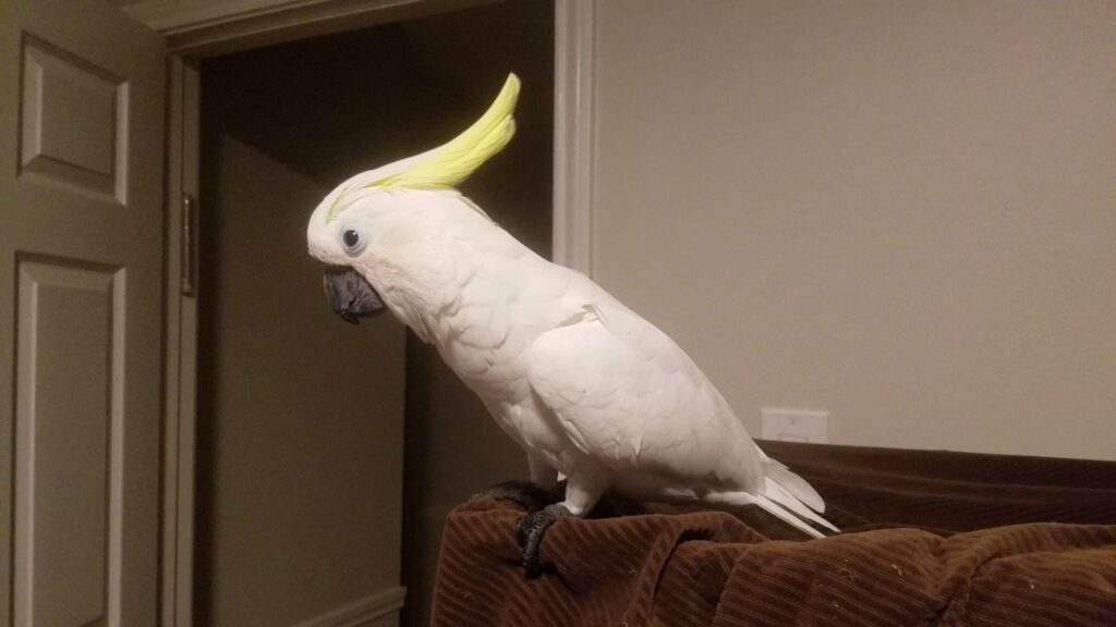 Can a Cockatoo Talk