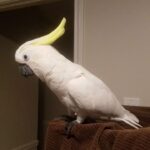 Can a Cockatoo Talk