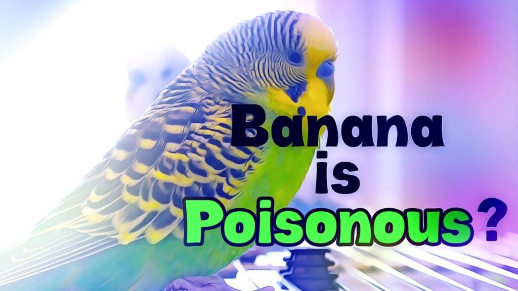 Can Budgies Eat Banana