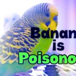 Can Budgies Eat Banana