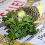 Can Budgies Eat Cilantro