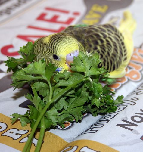 Can Budgies Eat Cilantro