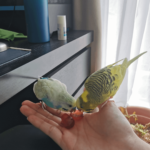 Can Budgies Eat Grapes