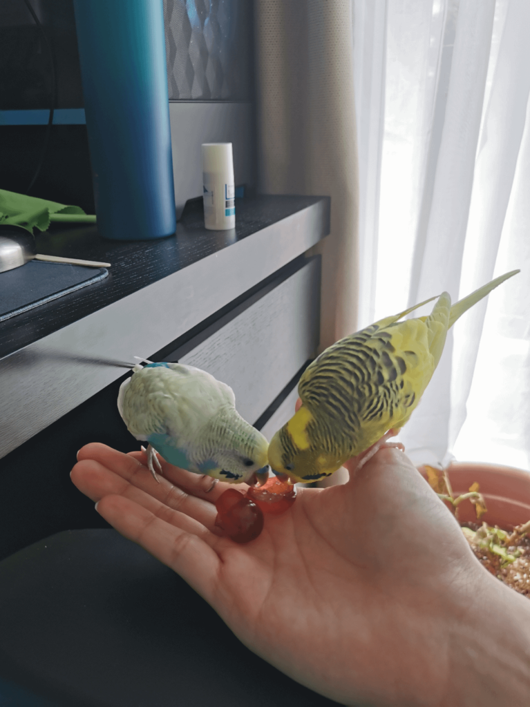 Can Budgies Eat Grapes