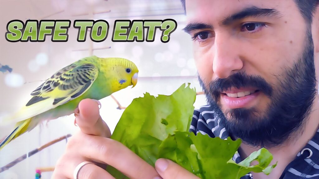 Can Budgies Eat Lettuce