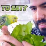 Can Budgies Eat Lettuce