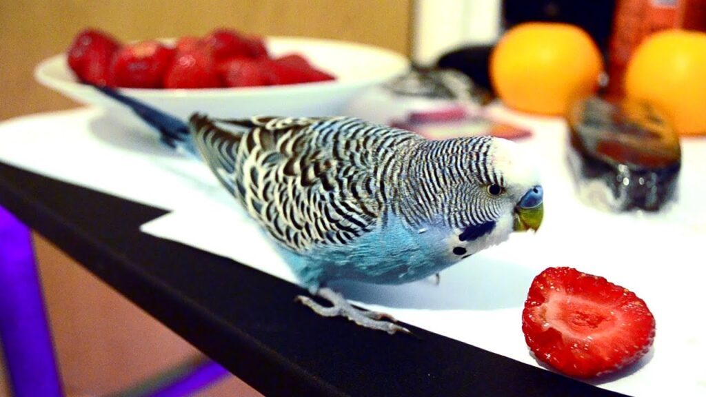 Can Budgies Eat Strawberries