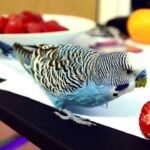 Can Budgies Eat Strawberries