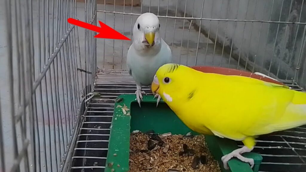 Can Budgies Eat Sunflower Seeds