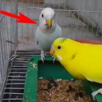 Can Budgies Eat Sunflower Seeds