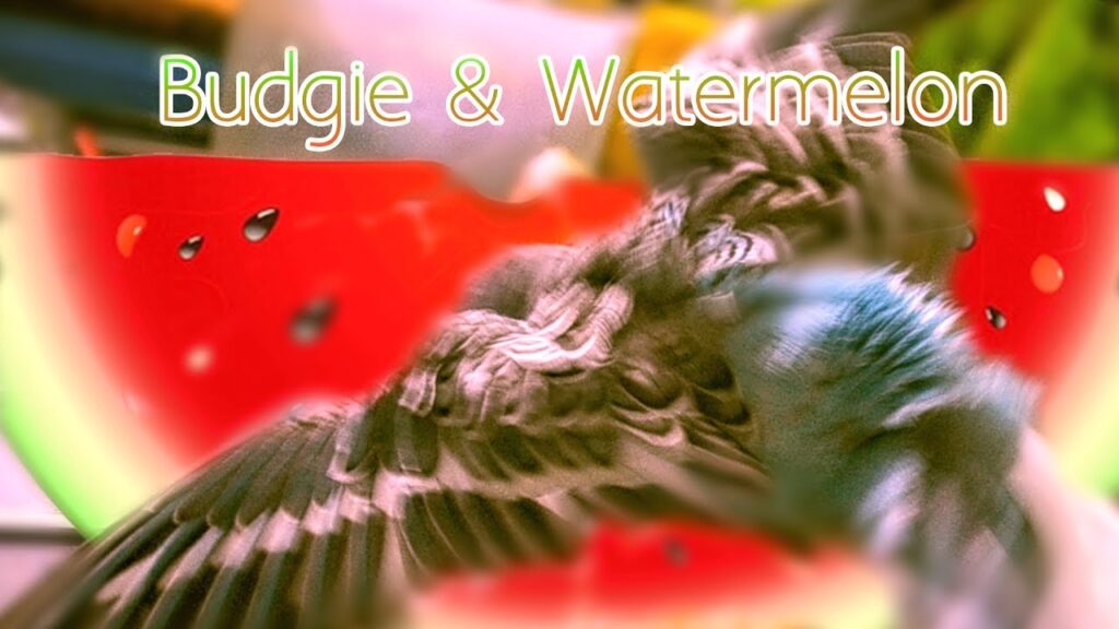 Can Budgies Eat Watermelon