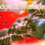 Can Budgies Eat Watermelon