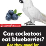 Can Cockatoos Eat Blueberries