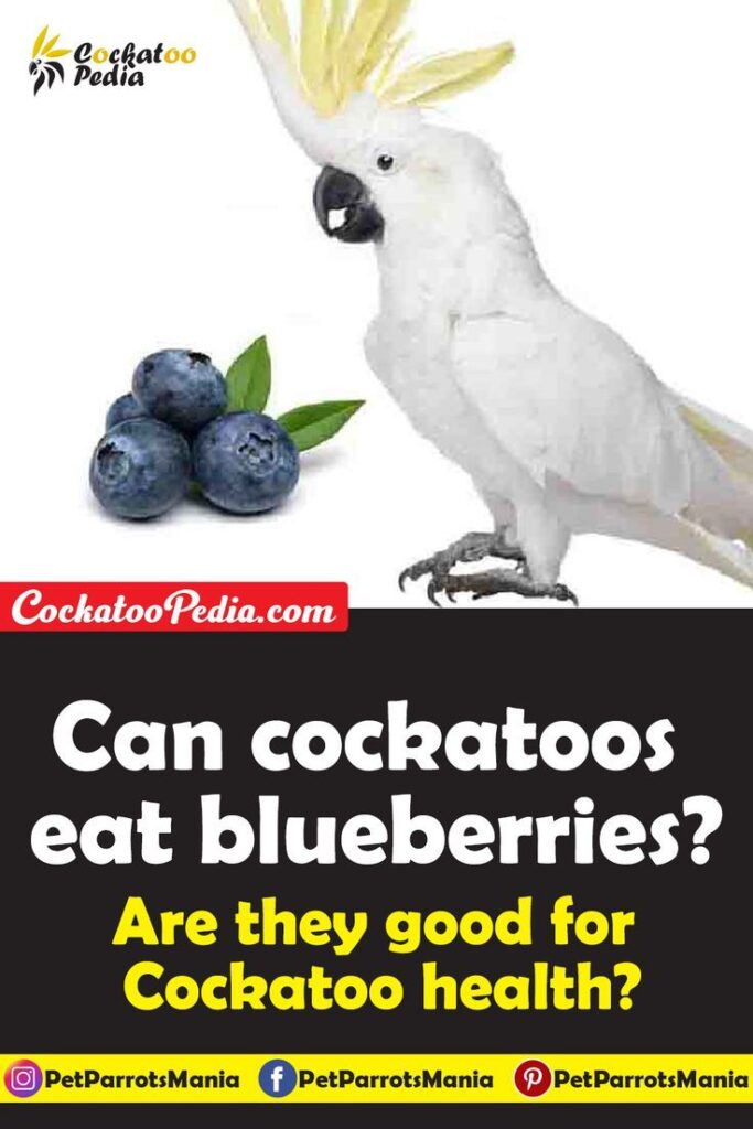 Can Cockatoos Eat Blueberries