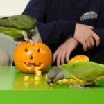 Can Cockatoos Eat Pumpkin