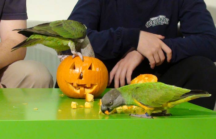 Can Cockatoos Eat Pumpkin