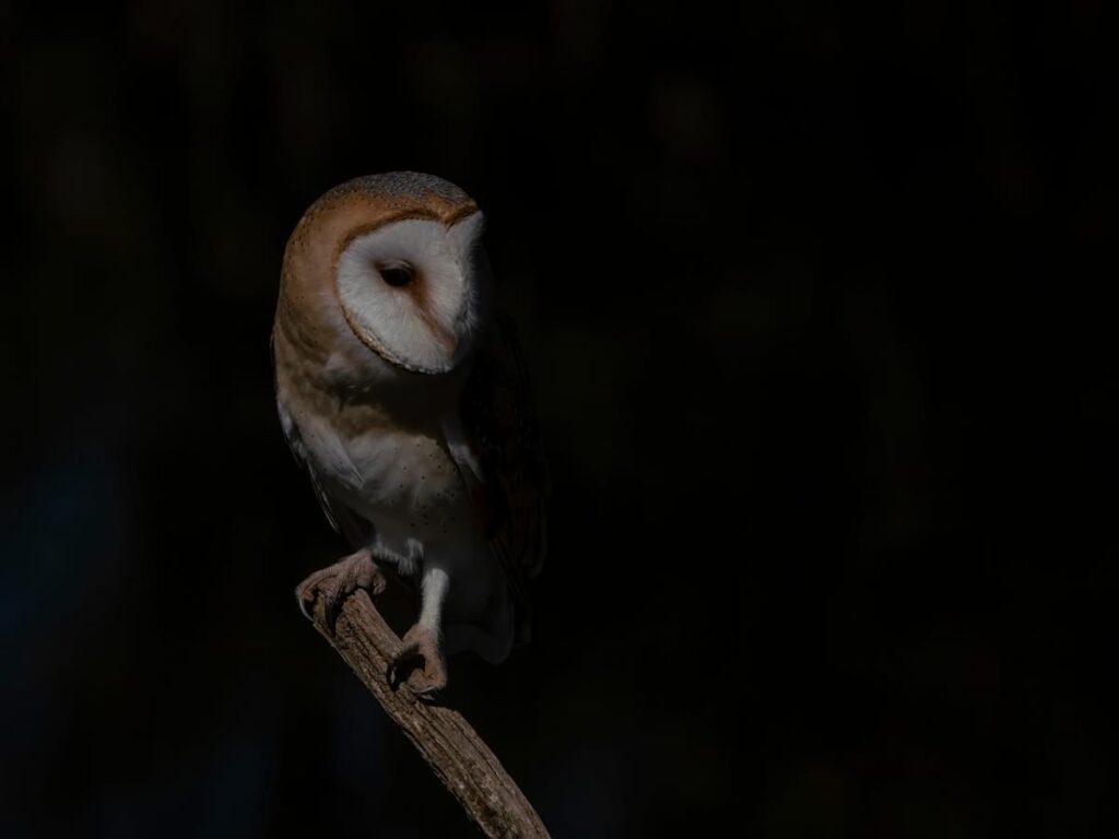 Can Cockatoos See in the Dark