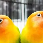 Can Lovebird Live Alone