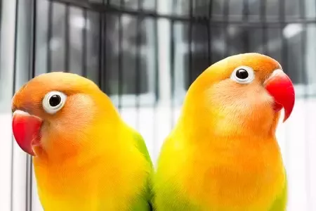 Can Lovebird Live Alone