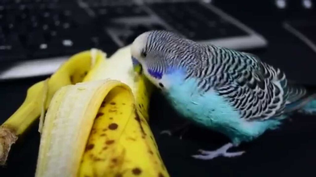 Can Lovebirds Eat Bananas