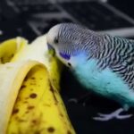 Can Lovebirds Eat Bananas