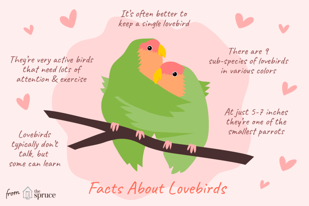 Can Lovebirds Talk