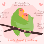 Can Lovebirds Talk