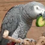 Can Parrotlets Eat Cucumber