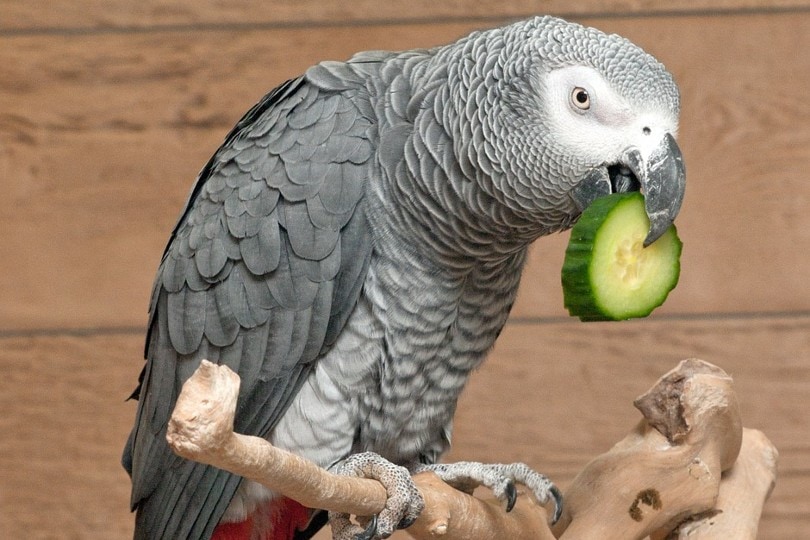 Can Parrotlets Eat Cucumber