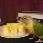 Can Parrotlets Eat Pineapple