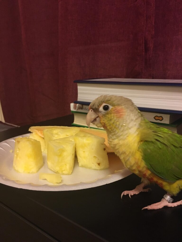 Can Parrotlets Eat Pineapple