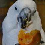 Can Umbrella Cockatoos Eat Potatoes