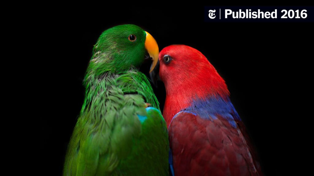 Cockatoo Vs Macaw