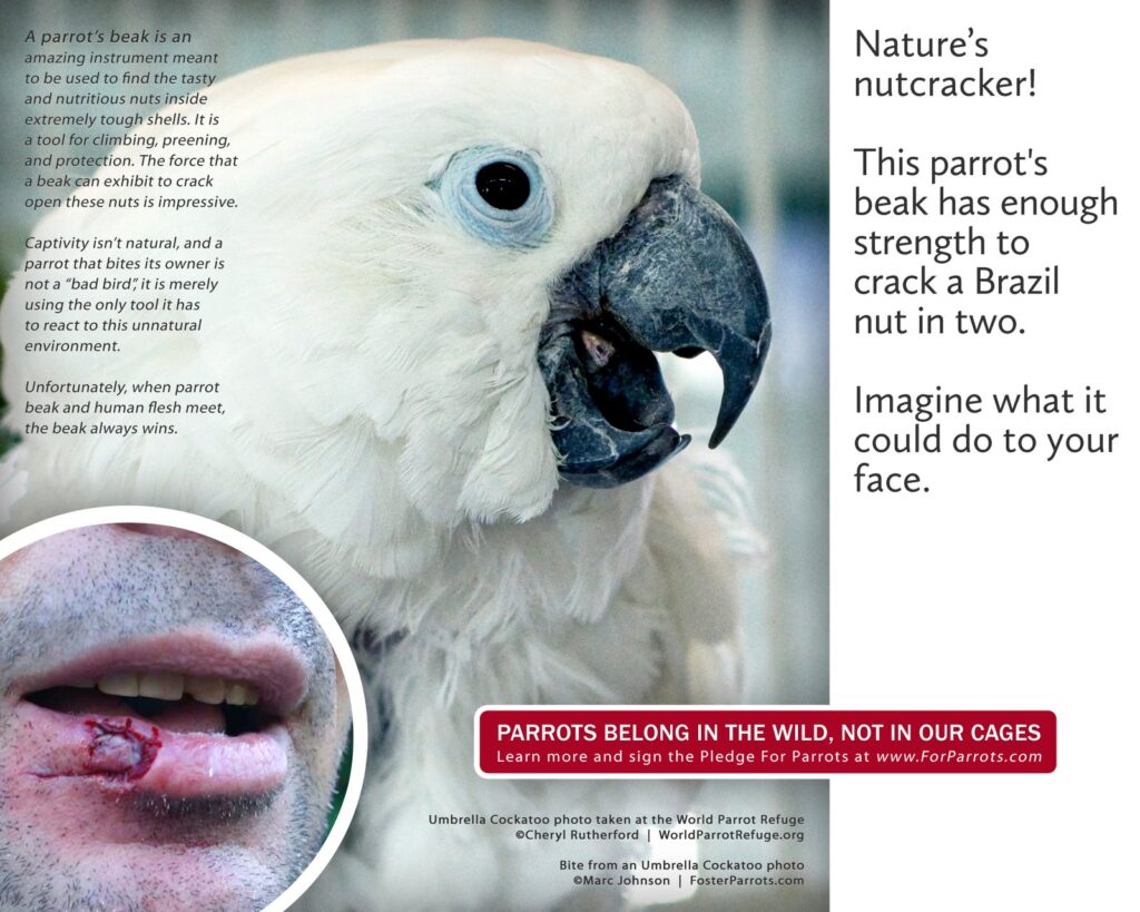 Do Cockatoos Bite