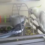 Do Cockatoos Get along With Other Birds