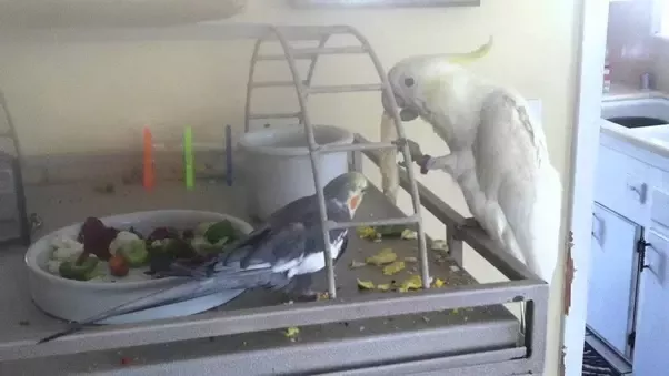 Do Cockatoos Get along With Other Birds