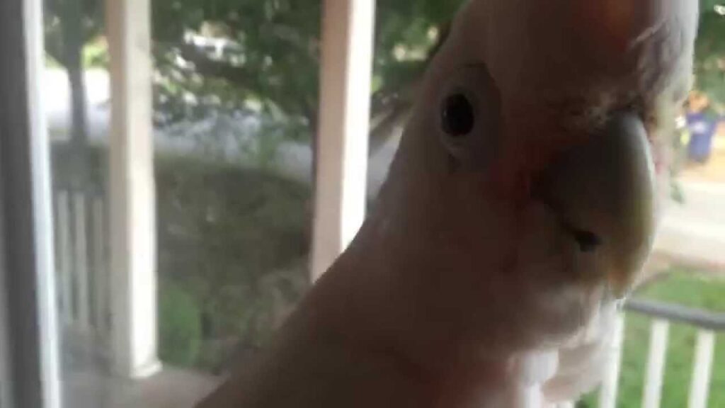 Do Goffin Cockatoos Talk